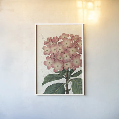 Bicolor Phlox Botany No Words by Sue Schlabach. shown as a paper print in a white frame. Available as a archival giclee rolled canvas, fine art paper, or poster print. SKU 44803h.