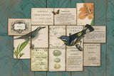 Birds of the Garden by Sue Schlabach. SKU 2802i. Archival Giclee Fine art print for wall decor.