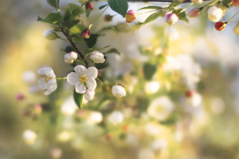 Blush Blossoms I by Sue Schlabach. SKU 22115i. Archival Giclee Fine art print for wall decor.