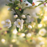 Blush Blossoms I Square by Sue Schlabach. SKU 22115a. Archival Giclee Fine art print for wall decor.