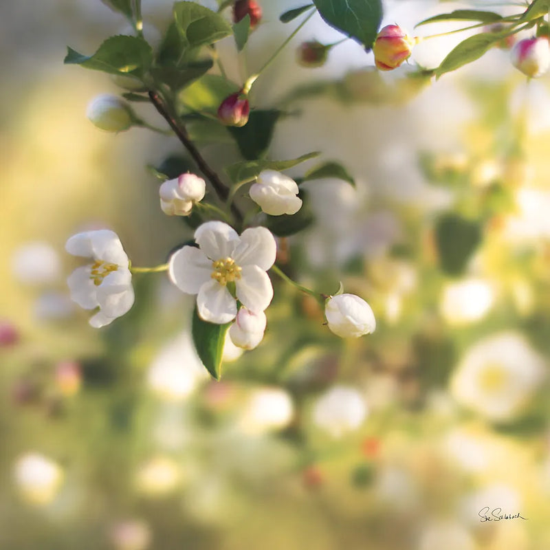 Blush Blossoms I Square by Sue Schlabach. SKU 22115a. Archival Giclee Fine art print for wall decor.