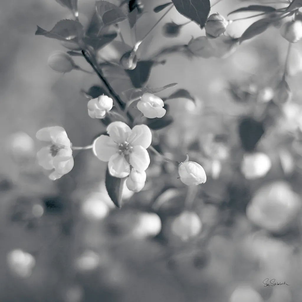 Blush Blossoms I Square BW by Sue Schlabach. SKU 22117a. Archival Giclee Fine art print for wall decor.