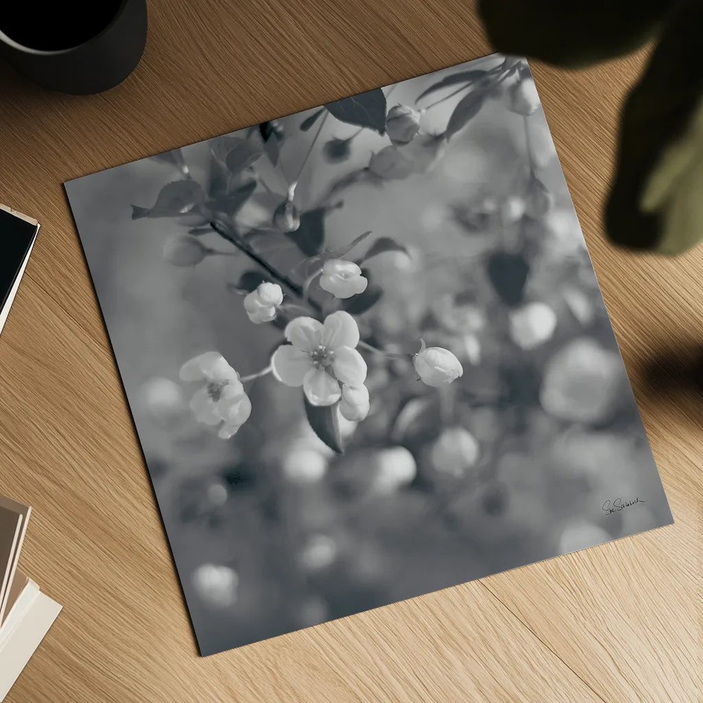 Blush Blossoms I Square BW by Sue Schlabach. Shown as a detailed flat fine art print, highlighting archival giclee quality. Available as an archival giclee rolled canvas, fine art paper, or poster print. SKU 22117a.