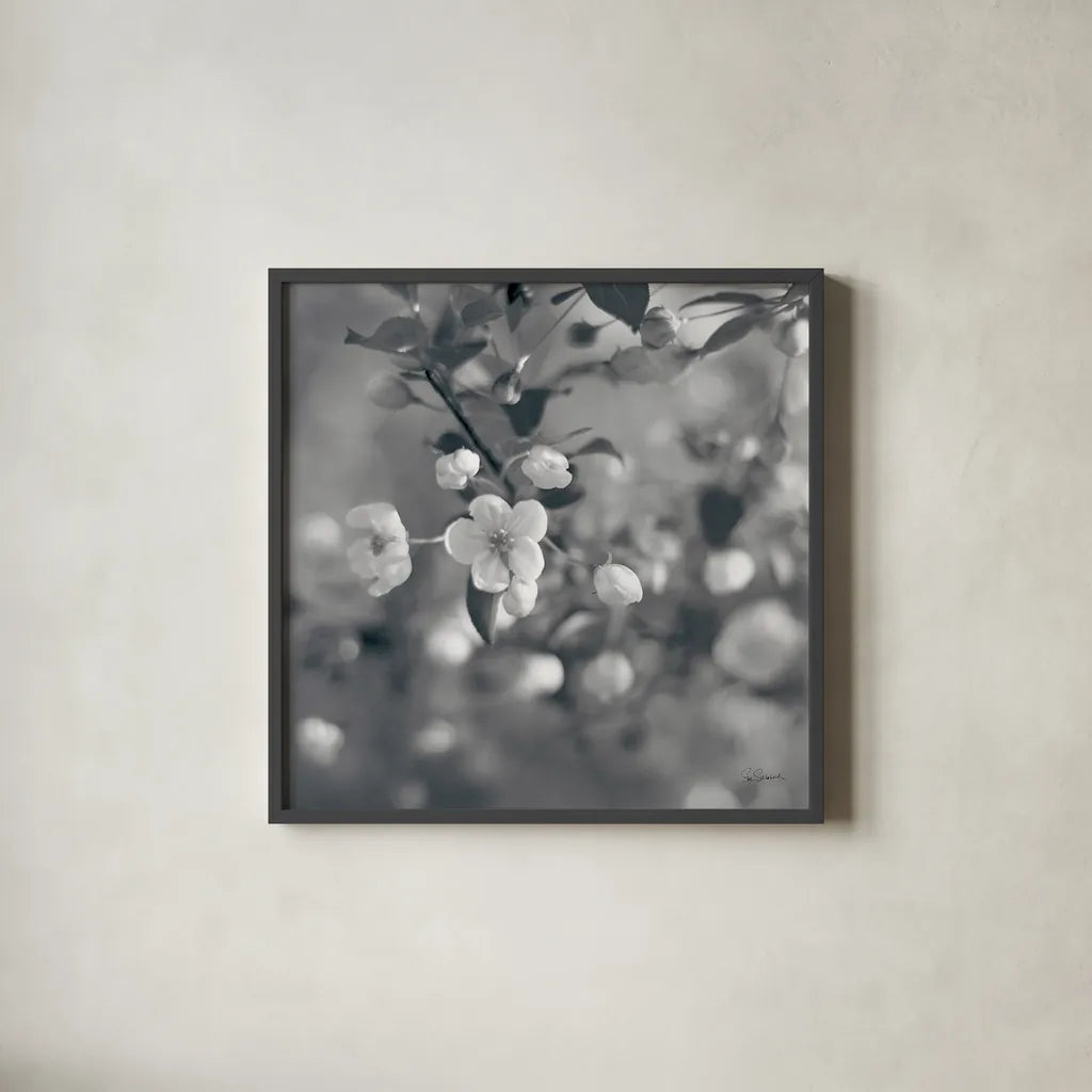 Blush Blossoms I Square BW by Sue Schlabach. Shown in a sleek black glass frame for a contemporary gallery look. Available as an archival giclee rolled canvas, fine art paper, or poster print. SKU 22117a.