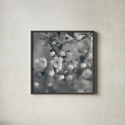 Blush Blossoms I Square BW by Sue Schlabach. Shown in a sleek black glass frame for a contemporary gallery look. Available as an archival giclee rolled canvas, fine art paper, or poster print. SKU 22117a.