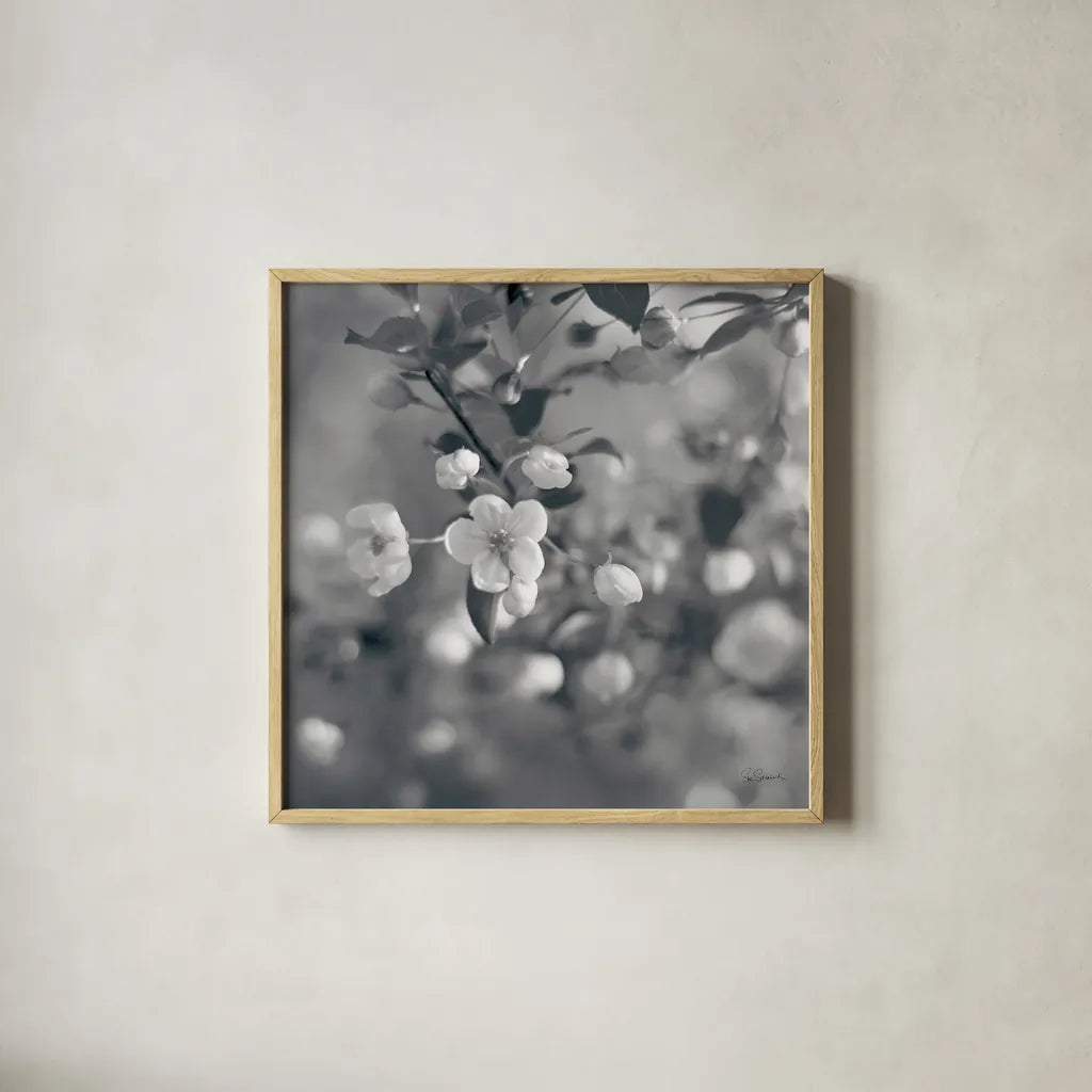 Blush Blossoms I Square BW by Sue Schlabach. Shown in a natural wood glass frame for a timeless modern aesthetic. Available as an archival giclee rolled canvas, fine art paper, or poster print. SKU 22117a.