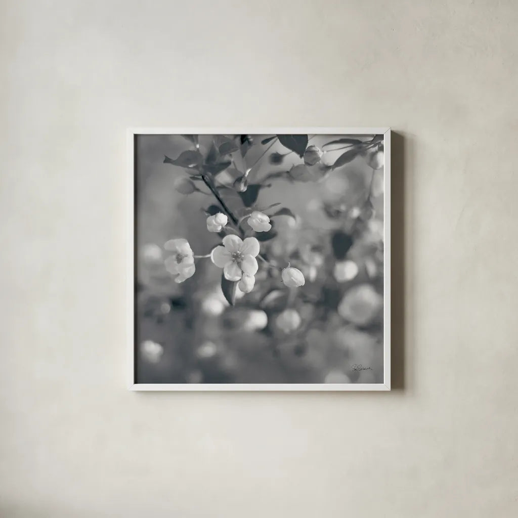 Blush Blossoms I Square BW by Sue Schlabach. Shown in a crisp white glass frame for a clean and minimalist style. Available as an archival giclee rolled canvas, fine art paper, or poster print. SKU 22117a.