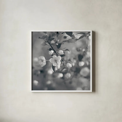 Blush Blossoms I Square BW by Sue Schlabach. Shown in a crisp white glass frame for a clean and minimalist style. Available as an archival giclee rolled canvas, fine art paper, or poster print. SKU 22117a.