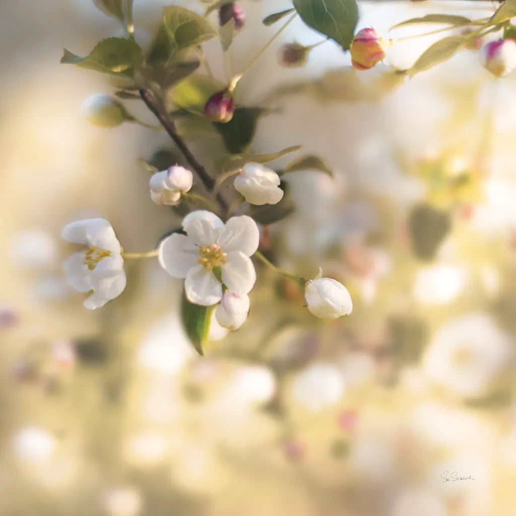 Blush Blossoms I Square Pastel by Sue Schlabach. SKU 22119a. Archival Giclee Fine art print for wall decor.