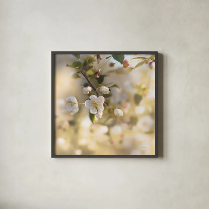 Blush Blossoms I Square Pastel by Sue Schlabach. Shown in a sleek black glass frame for a contemporary gallery look. Available as an archival giclee rolled canvas, fine art paper, or poster print. SKU 22119a.