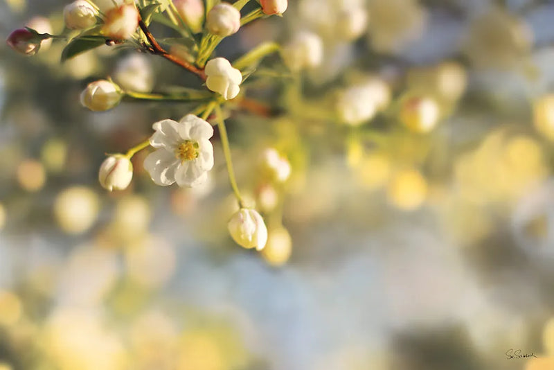 Blush Blossoms II by Sue Schlabach. SKU 22116i. Archival Giclee Fine art print for wall decor.