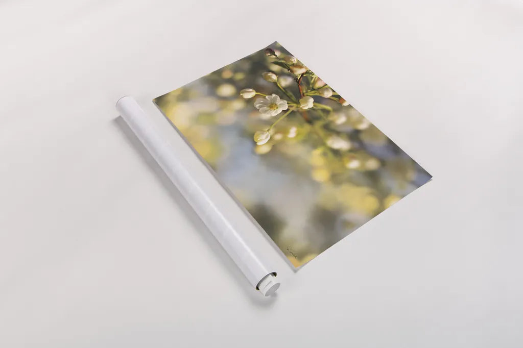 Blush Blossoms II by Sue Schlabach. shown as a rolled paper print. Available as archival giclee rolled canvas, fine art paper, or poster print. SKU 22116i.