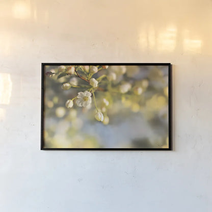 Blush Blossoms II by Sue Schlabach. shown as a paper print in a black flame. Available as a archival giclee rolled canvas, fine art paper, or poster print. SKU 22116i.