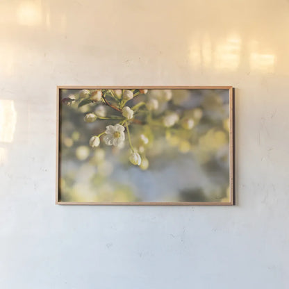 Blush Blossoms II by Sue Schlabach. shown as a paper print in a natural frame. Available as a archival giclee rolled canvas, fine art paper, or poster print. SKU 22116i.
