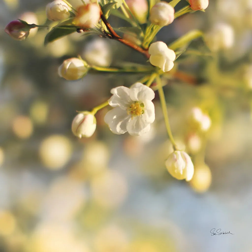 Blush Blossoms II Square by Sue Schlabach. SKU 22116a. Archival Giclee Fine art print for wall decor.
