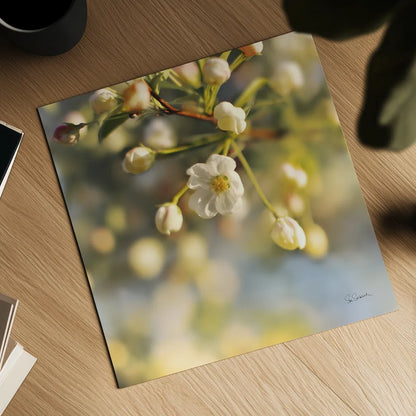 Blush Blossoms II Square by Sue Schlabach. Shown as a detailed flat fine art print, highlighting archival giclee quality. Available as an archival giclee rolled canvas, fine art paper, or poster print. SKU 22116a.