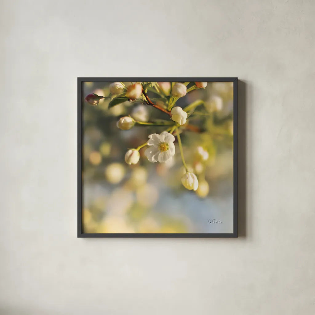 Blush Blossoms II Square by Sue Schlabach. Shown in a sleek black glass frame for a contemporary gallery look. Available as an archival giclee rolled canvas, fine art paper, or poster print. SKU 22116a.