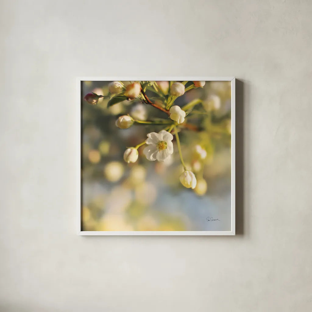 Blush Blossoms II Square by Sue Schlabach. Shown in a crisp white glass frame for a clean and minimalist style. Available as an archival giclee rolled canvas, fine art paper, or poster print. SKU 22116a.