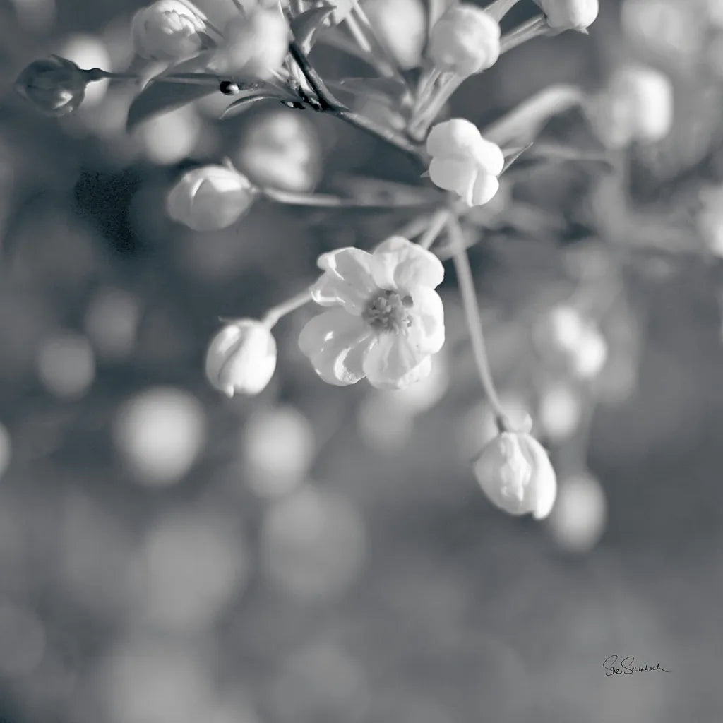 Blush Blossoms II Square BW by Sue Schlabach. SKU 22118a. Archival Giclee Fine art print for wall decor.