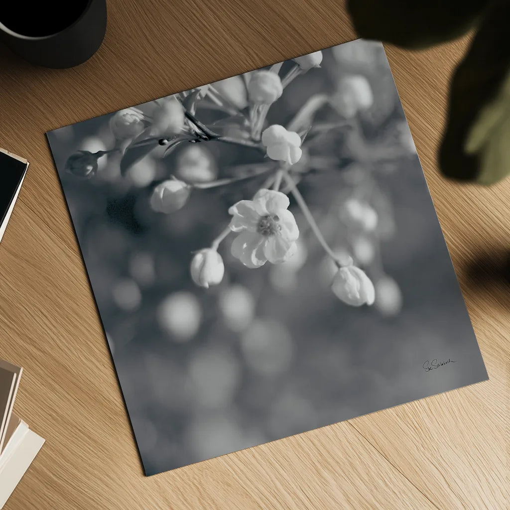 Blush Blossoms II Square BW by Sue Schlabach. Shown as a detailed flat fine art print, highlighting archival giclee quality. Available as an archival giclee rolled canvas, fine art paper, or poster print. SKU 22118a.