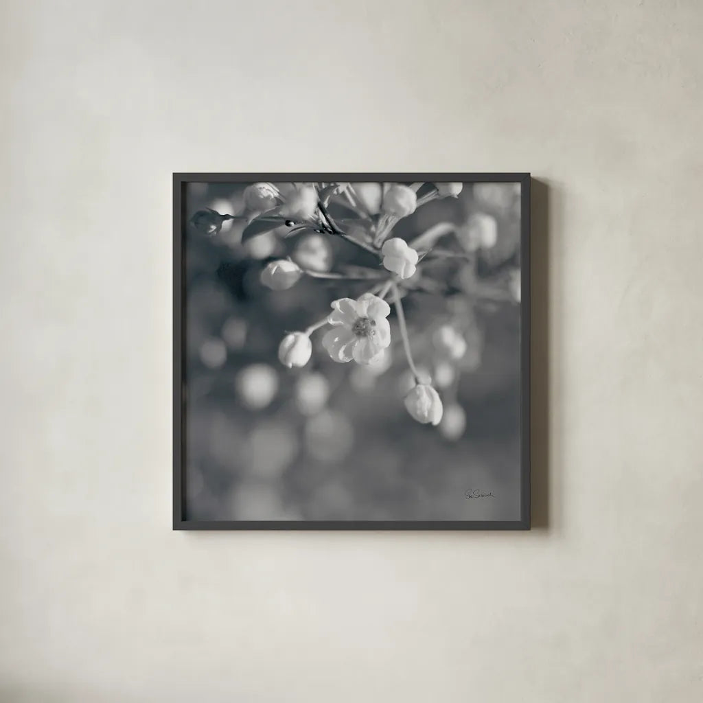Blush Blossoms II Square BW by Sue Schlabach. Shown in a sleek black glass frame for a contemporary gallery look. Available as an archival giclee rolled canvas, fine art paper, or poster print. SKU 22118a.