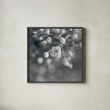 Blush Blossoms II Square BW by Sue Schlabach. Shown in a sleek black glass frame for a contemporary gallery look. Available as an archival giclee rolled canvas, fine art paper, or poster print. SKU 22118a.