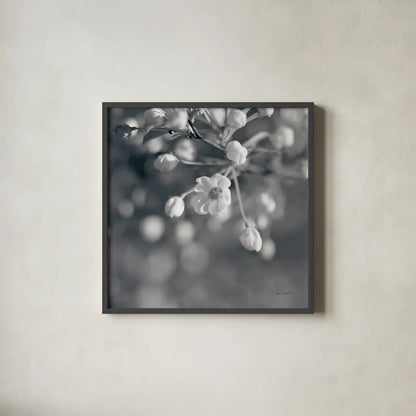 Blush Blossoms II Square BW by Sue Schlabach. Shown in a sleek black glass frame for a contemporary gallery look. Available as an archival giclee rolled canvas, fine art paper, or poster print. SKU 22118a.