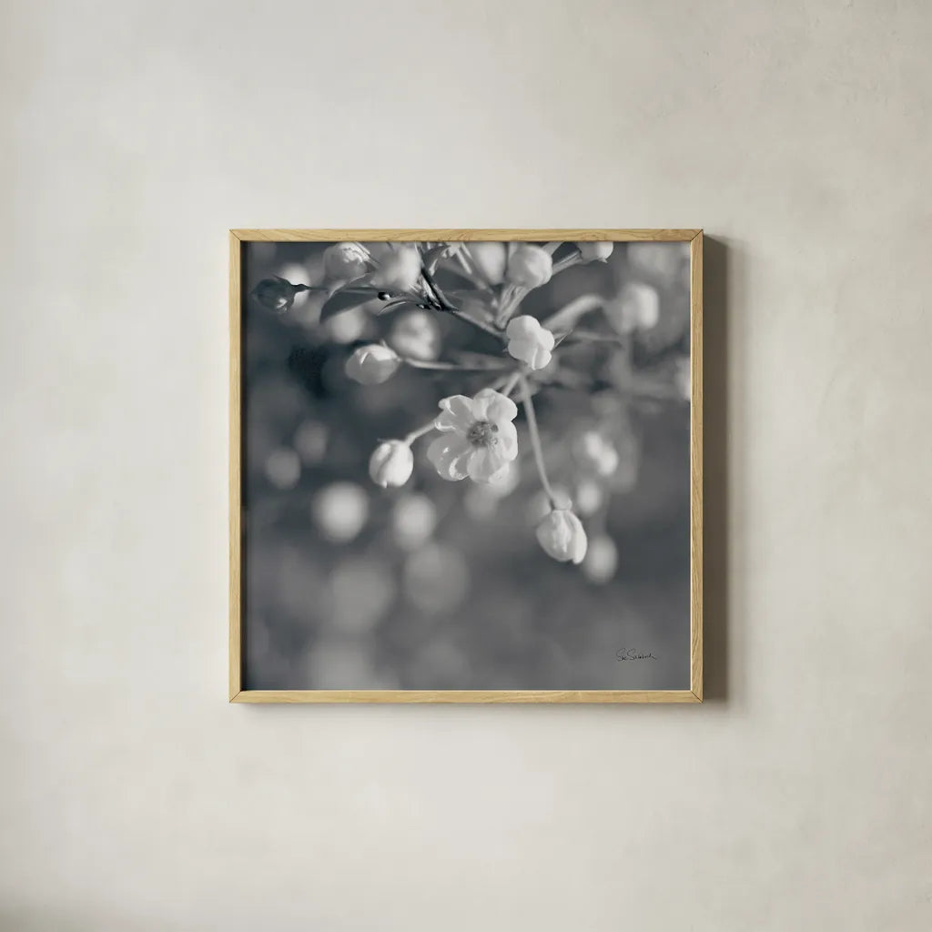 Blush Blossoms II Square BW by Sue Schlabach. Shown in a natural wood glass frame for a timeless modern aesthetic. Available as an archival giclee rolled canvas, fine art paper, or poster print. SKU 22118a.