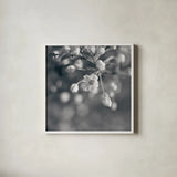 Blush Blossoms II Square BW by Sue Schlabach. Shown in a crisp white glass frame for a clean and minimalist style. Available as an archival giclee rolled canvas, fine art paper, or poster print. SKU 22118a.