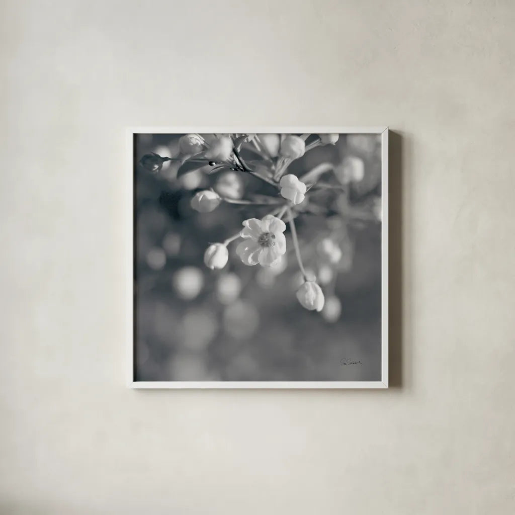 Blush Blossoms II Square BW by Sue Schlabach. Shown in a crisp white glass frame for a clean and minimalist style. Available as an archival giclee rolled canvas, fine art paper, or poster print. SKU 22118a.