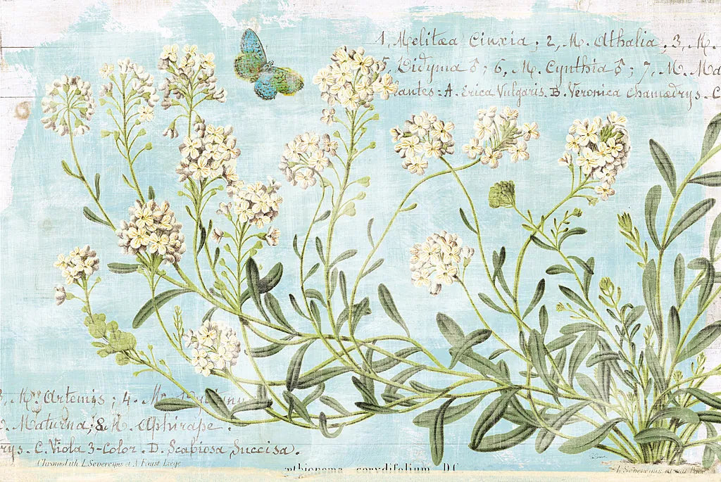 Botany Blue I by Sue Schlabach. SKU 28461i. Archival Giclee Fine art print for wall decor.