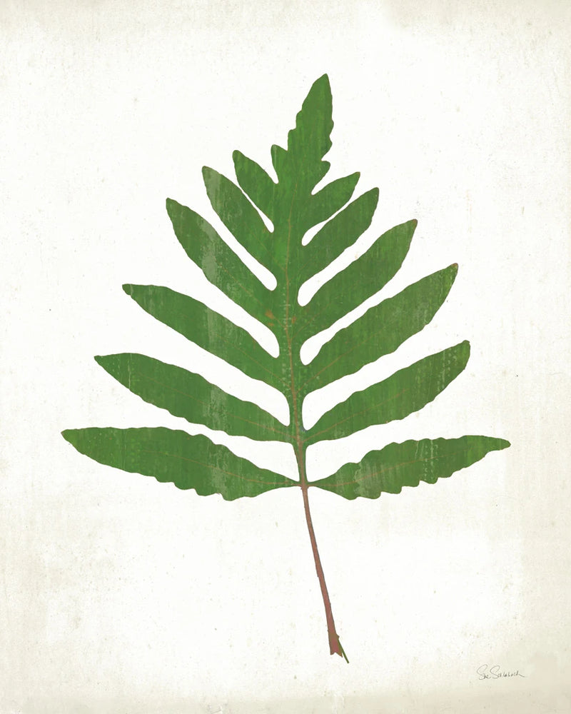 Chalkboard Fern Green I by Sue Schlabach
