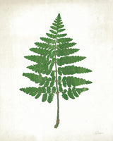 Chalkboard Fern Green II by Sue Schlabach