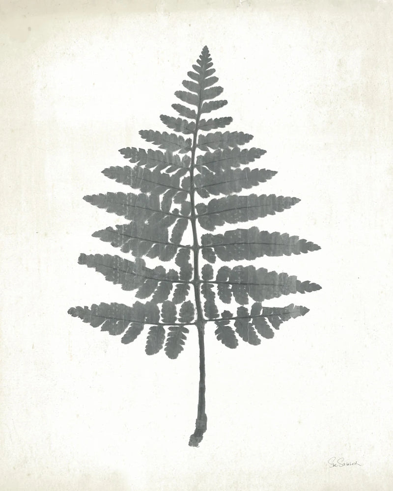 Chalkboard Fern II by Sue Schlabach
