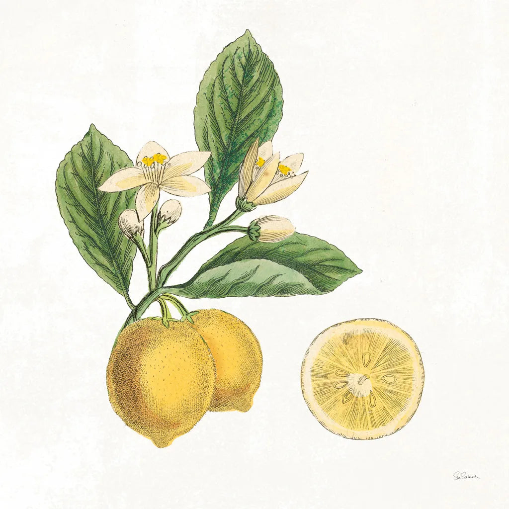 Classic Citrus I by Sue Schlabach. SKU 32039a. Archival Giclee Fine art print for wall decor.