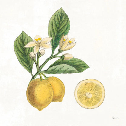 Classic Citrus I by Sue Schlabach. SKU 32039a. Archival Giclee Fine art print for wall decor.