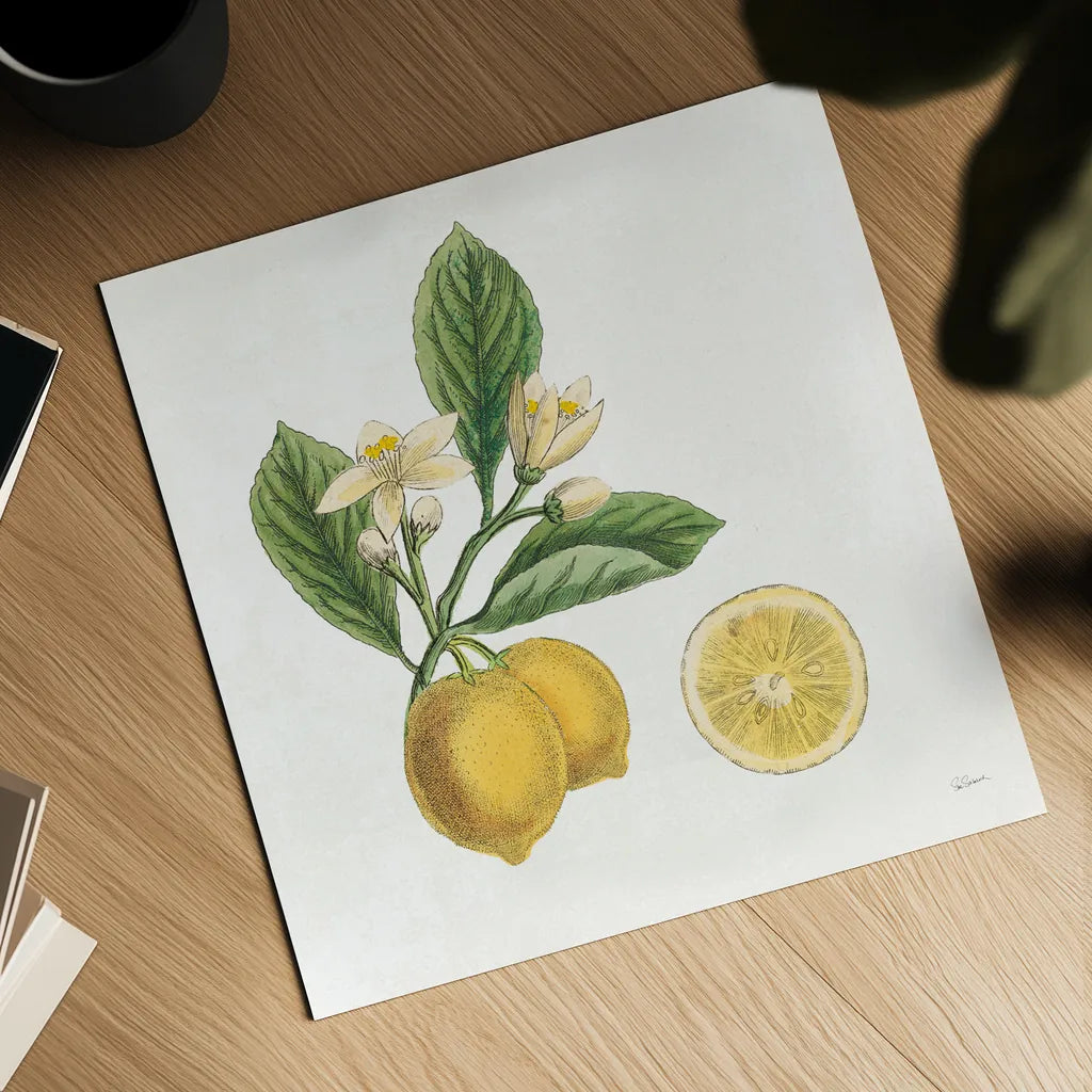 Classic Citrus I by Sue Schlabach. Shown as a detailed flat fine art print, highlighting archival giclee quality. Available as an archival giclee rolled canvas, fine art paper, or poster print. SKU 32039a.