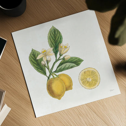 Classic Citrus I by Sue Schlabach. Shown as a detailed flat fine art print, highlighting archival giclee quality. Available as an archival giclee rolled canvas, fine art paper, or poster print. SKU 32039a.