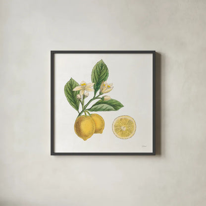 Classic Citrus I by Sue Schlabach. Shown in a sleek black glass frame for a contemporary gallery look. Available as an archival giclee rolled canvas, fine art paper, or poster print. SKU 32039a.