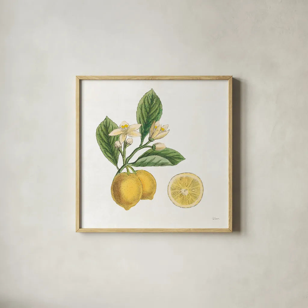 Classic Citrus I by Sue Schlabach. Shown in a natural wood glass frame for a timeless modern aesthetic. Available as an archival giclee rolled canvas, fine art paper, or poster print. SKU 32039a.