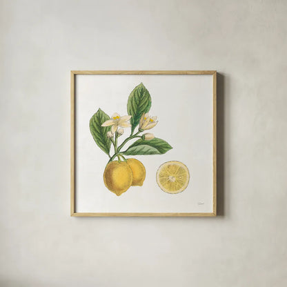 Classic Citrus I by Sue Schlabach. Shown in a natural wood glass frame for a timeless modern aesthetic. Available as an archival giclee rolled canvas, fine art paper, or poster print. SKU 32039a.