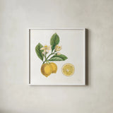Classic Citrus I by Sue Schlabach. Shown in a crisp white glass frame for a clean and minimalist style. Available as an archival giclee rolled canvas, fine art paper, or poster print. SKU 32039a.