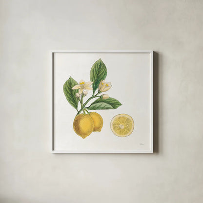 Classic Citrus I by Sue Schlabach. Shown in a crisp white glass frame for a clean and minimalist style. Available as an archival giclee rolled canvas, fine art paper, or poster print. SKU 32039a.