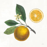 Classic Citrus II by Sue Schlabach. SKU 32040a. Archival Giclee Fine art print for wall decor.