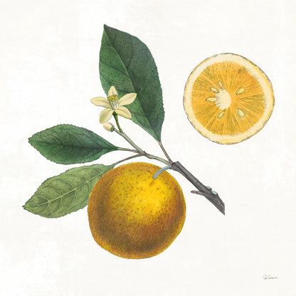 Classic Citrus II by Sue Schlabach. SKU 32040a. Archival Giclee Fine art print for wall decor.