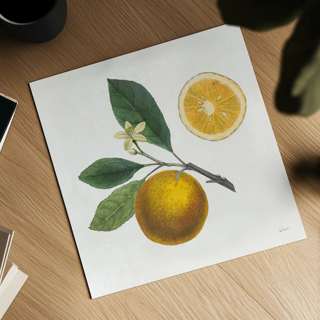 Classic Citrus II by Sue Schlabach. Shown as a detailed flat fine art print, highlighting archival giclee quality. Available as an archival giclee rolled canvas, fine art paper, or poster print. SKU 32040a.