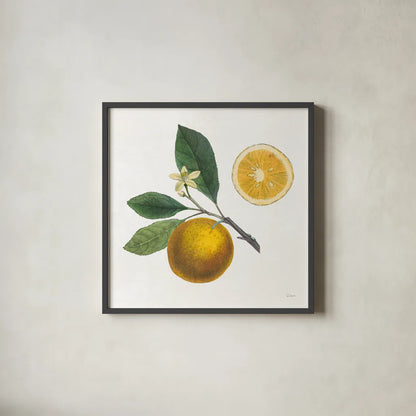 Classic Citrus II by Sue Schlabach. Shown in a sleek black glass frame for a contemporary gallery look. Available as an archival giclee rolled canvas, fine art paper, or poster print. SKU 32040a.