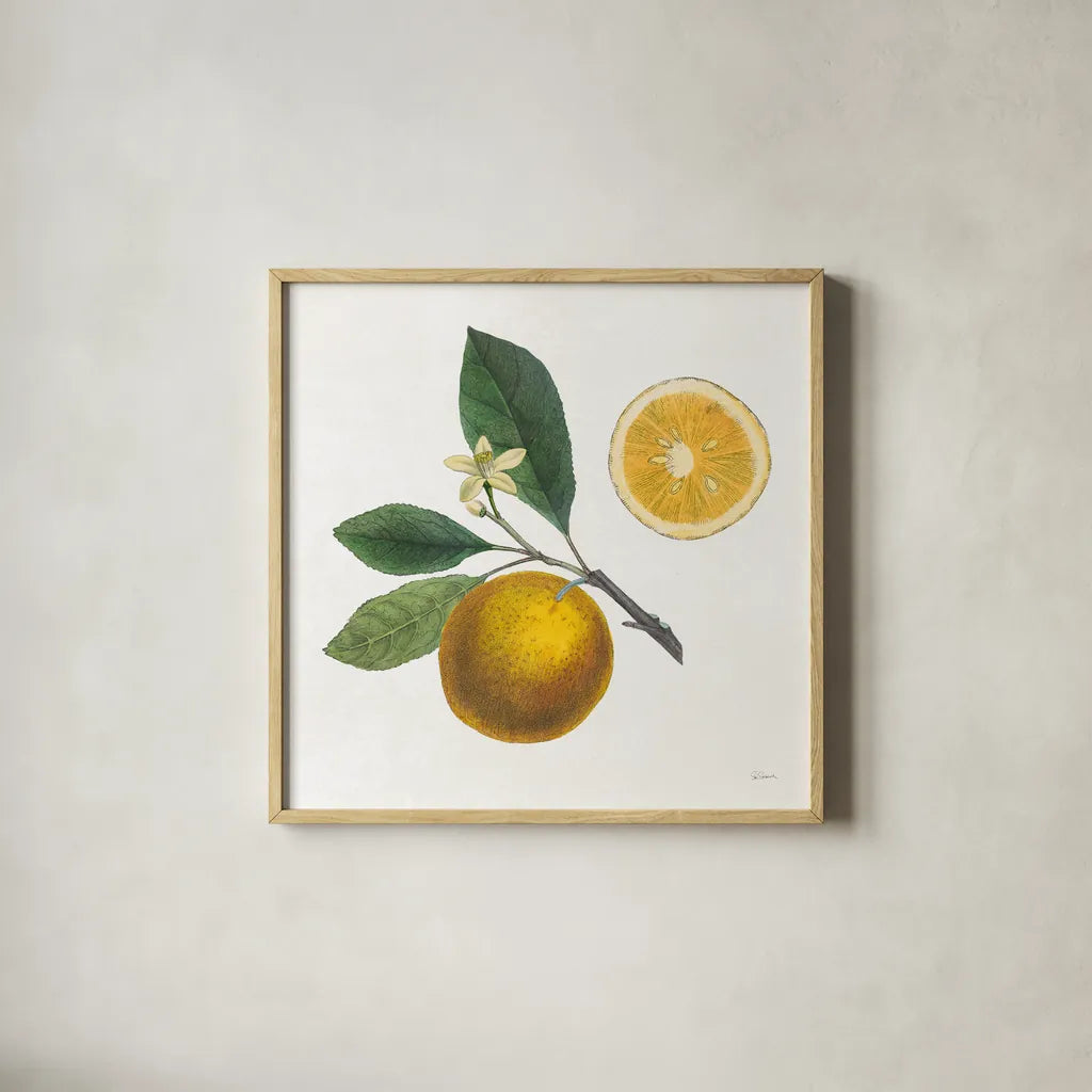 Classic Citrus II by Sue Schlabach. Shown in a natural wood glass frame for a timeless modern aesthetic. Available as an archival giclee rolled canvas, fine art paper, or poster print. SKU 32040a.