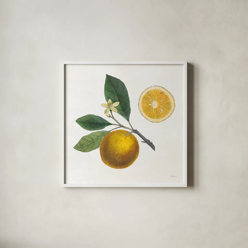 Classic Citrus II by Sue Schlabach. Shown in a crisp white glass frame for a clean and minimalist style. Available as an archival giclee rolled canvas, fine art paper, or poster print. SKU 32040a.