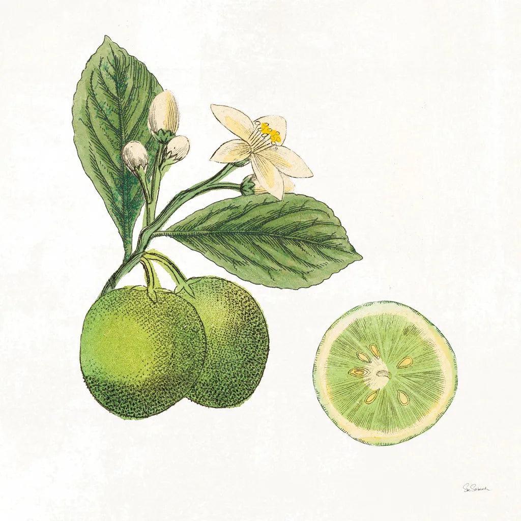 Classic Citrus III by Sue Schlabach. SKU 32041a. Archival Giclee Fine art print for wall decor.